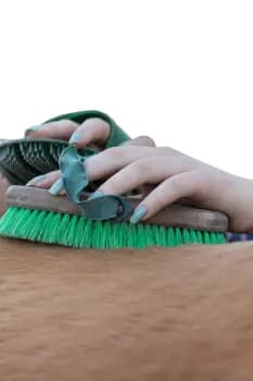 khayyal - Grooming