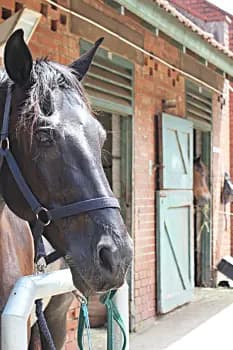 khayyal - Stabling